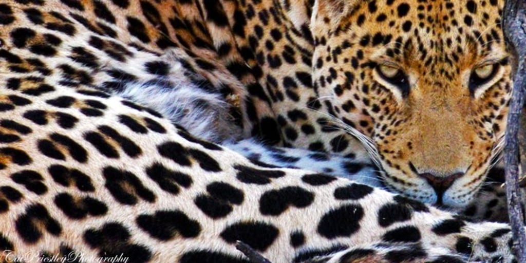 The 'why' of a leopard's spots