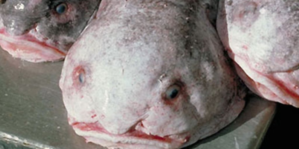 World's ugliest animal' contest took a blobfish out of water