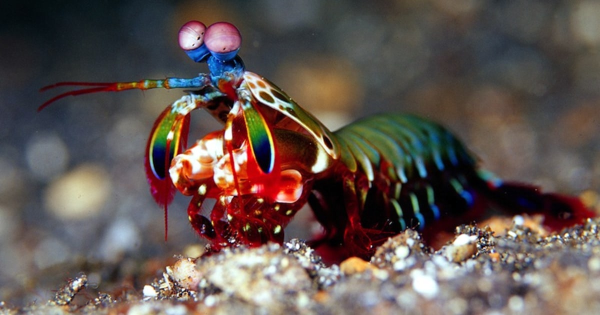 https://media-cldnry.s-nbcnews.com/image/upload/t_nbcnews-fp-1200-630%2Cf_auto%2Cq_auto%3Abest/newscms/2015_39/1237141/mantis-shrimp.jpg