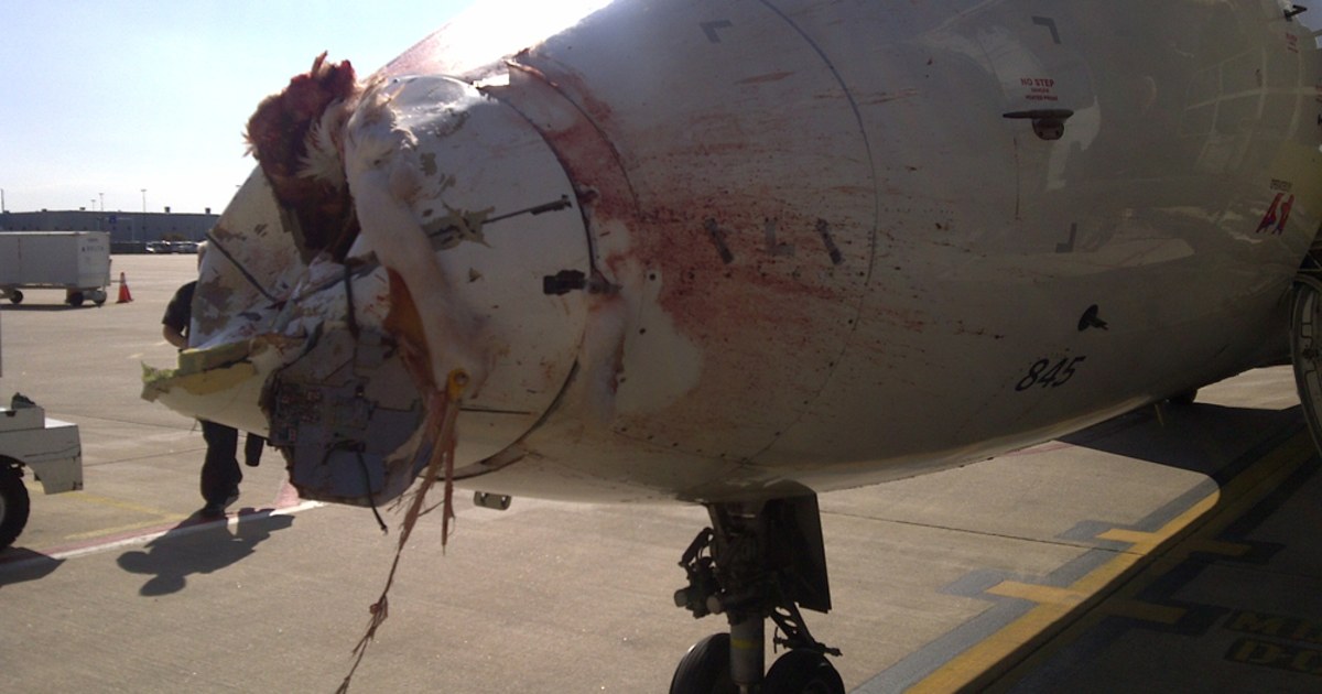 激レア BLAHRMY A REPORT OF THE BIRDSTRIKE Amazon.co.jp: A REPORT OF THE BIRDSTRIKE: ミュージック