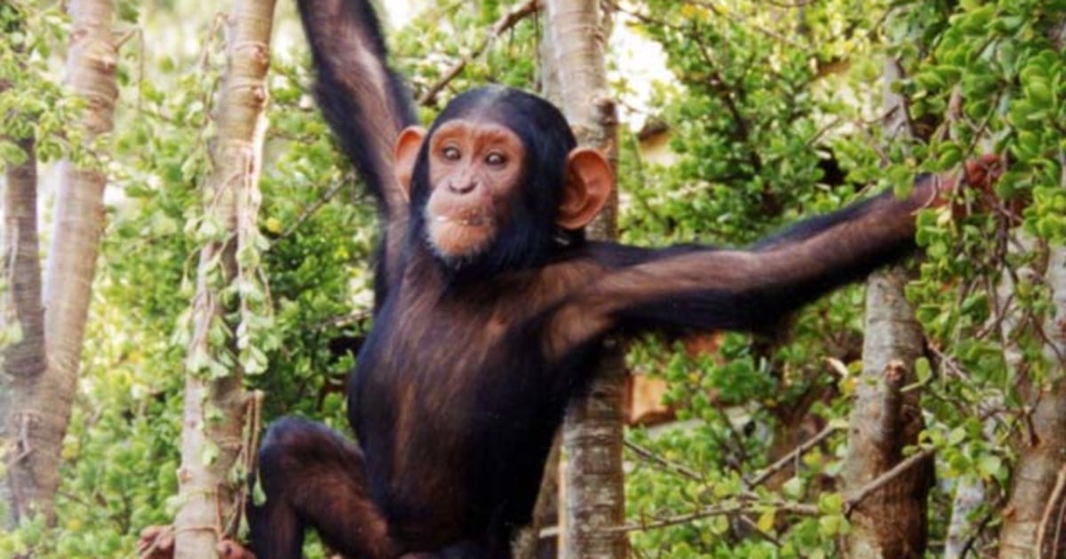 Thank brain evolution for small motor skills