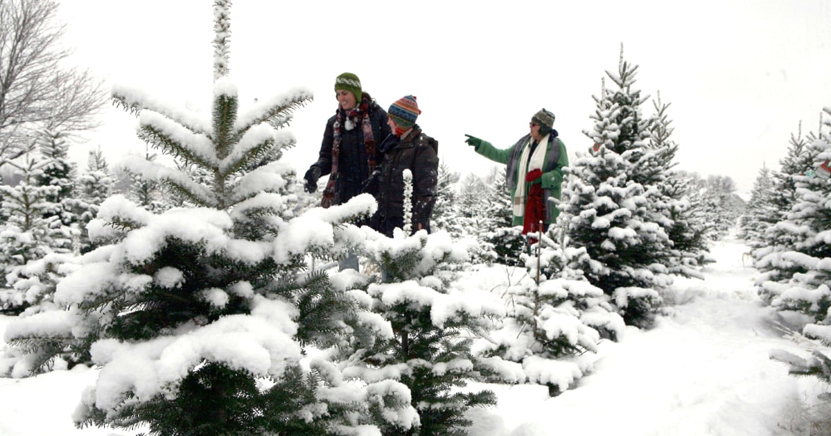 More skip the store to cut fresh Christmas trees