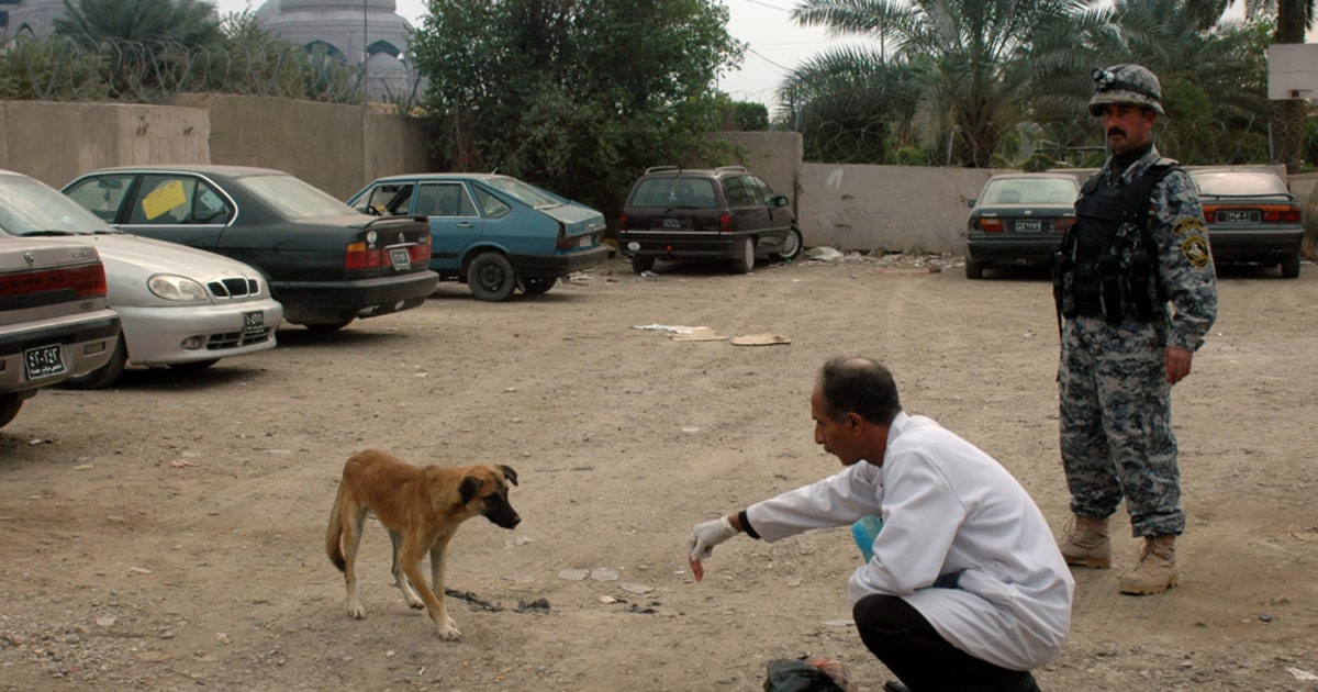 baghdad-opens-campaign-to-kill-stray-dogs