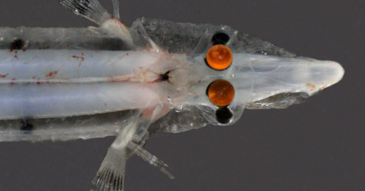 This fish has. Рыба призрак батилихнопс. Рыба четырехглазка. Рыба привидение. Опистопрокт рыба.