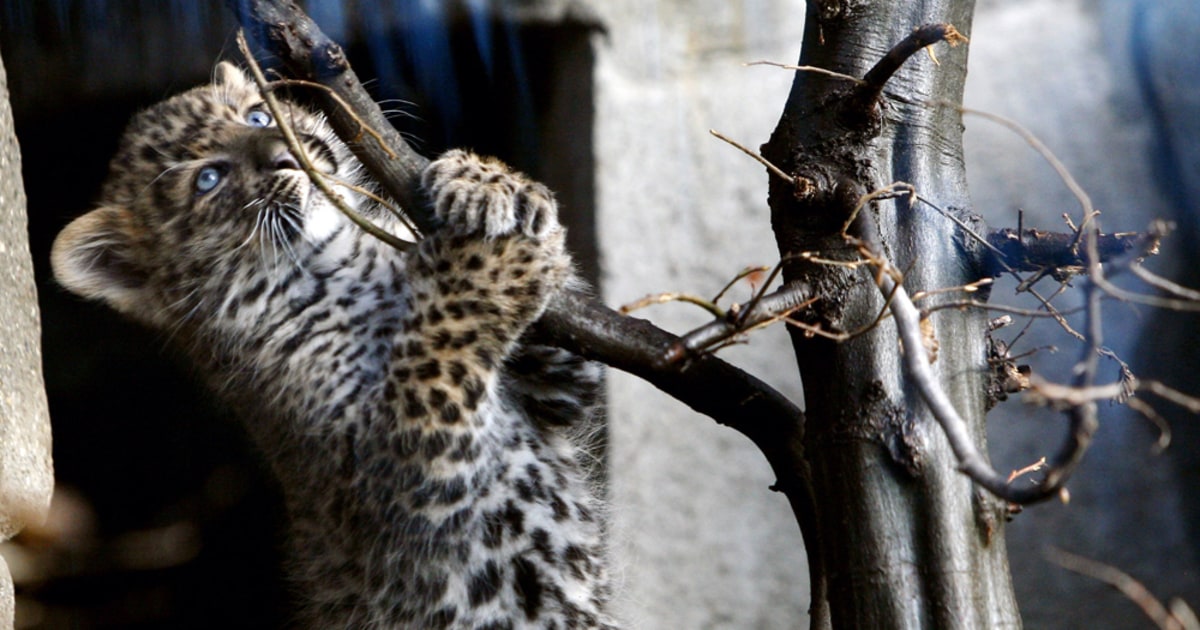 Two Chinese leopard cubs born in Paris zoo