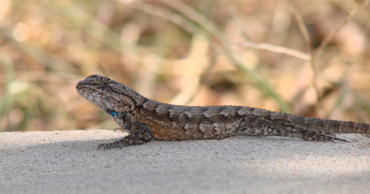 Western Fence Lizard, Nature Collective