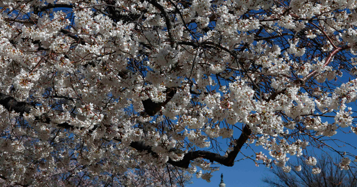 Downtowner News: Cherry Blossom Festival Returns, Smithsonian