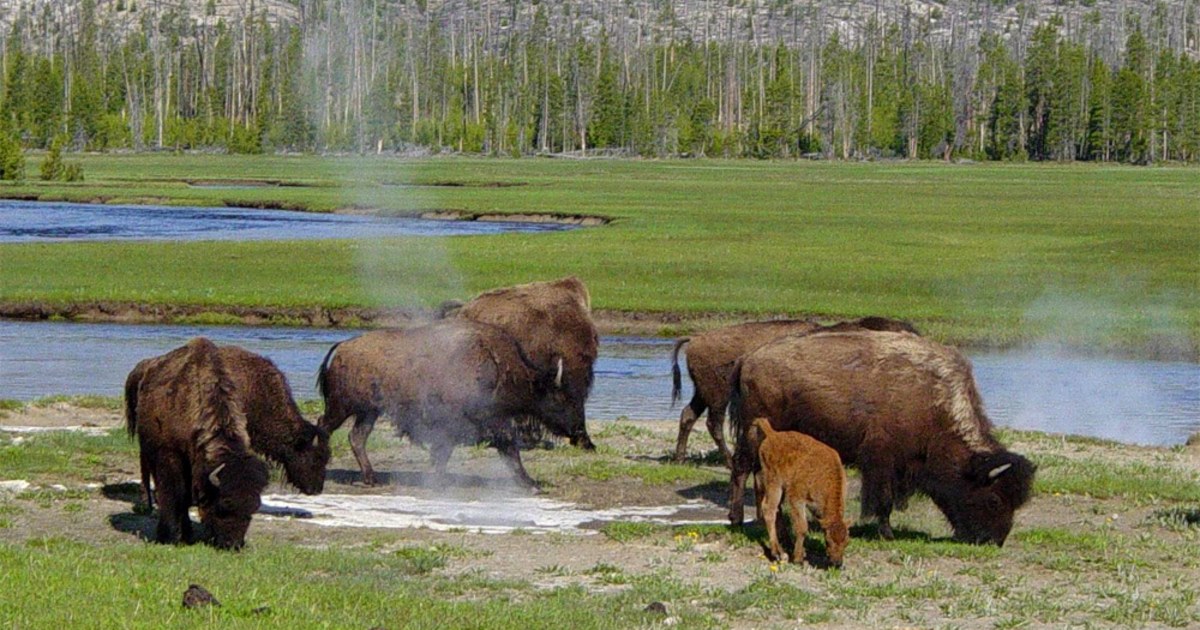 Yellowstone to expand cell, service