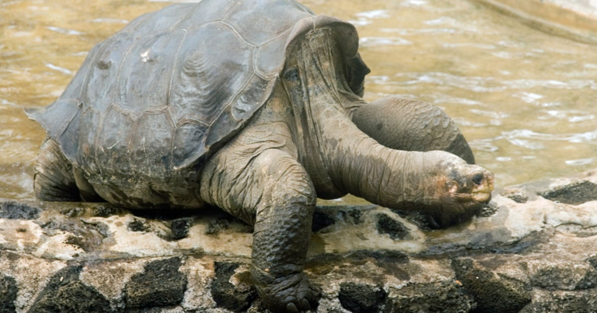 Cameras mounted on Galapagos tortoises