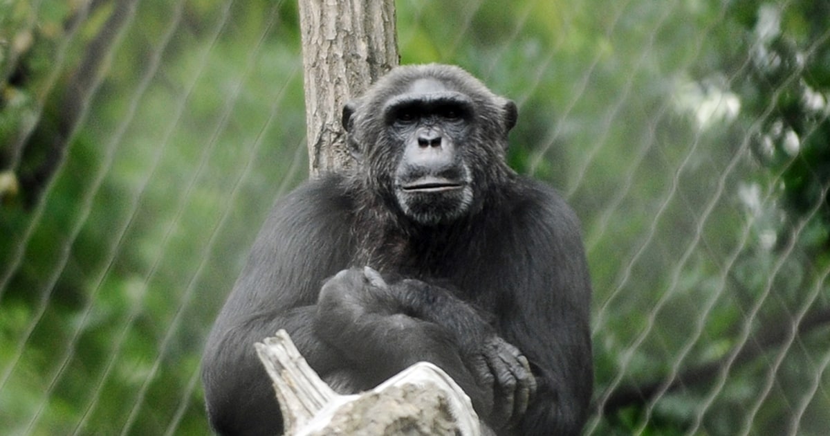 Chimp chomps Berlin zoo director's finger