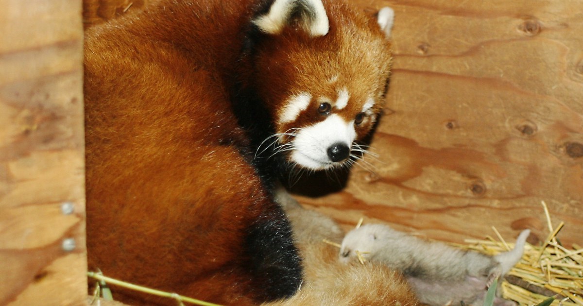 Red Panda Has Rare Set Of Triplets