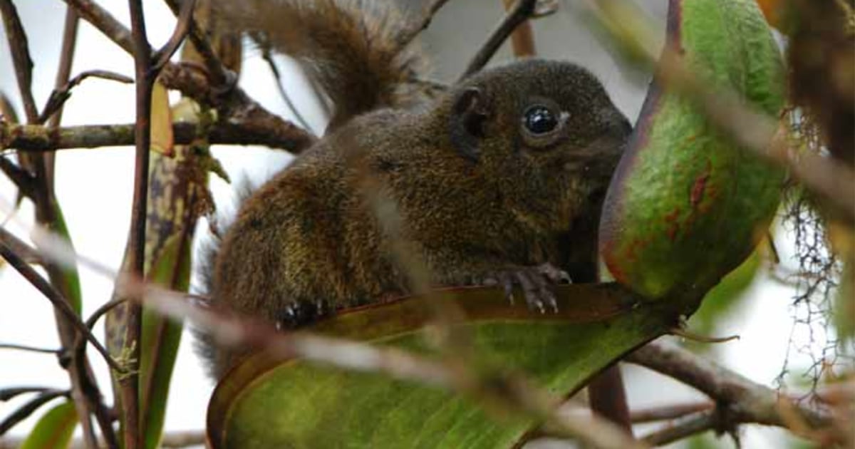 Borneo's 'carnivorous' squirrel actually mainly eats one kind of