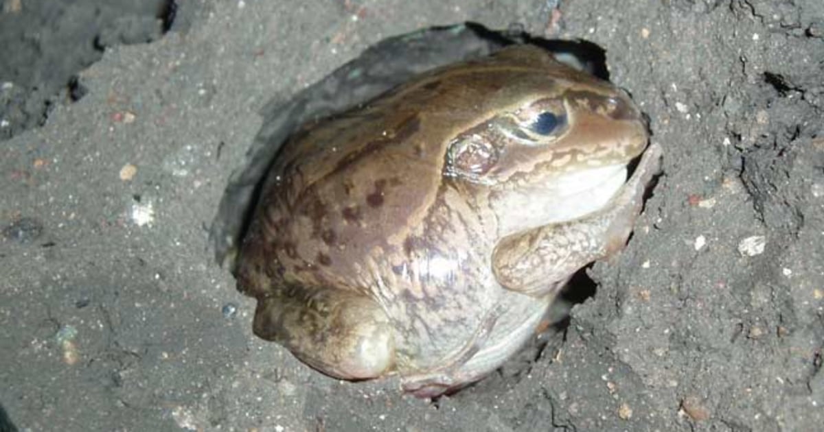 Frog dozes in mud for years without food, water