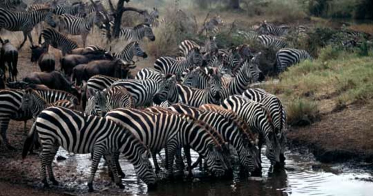Serengeti wildlife know where water is cleaner