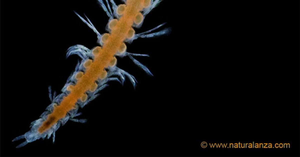Eyeless Insect Eyeless creature discovered in undersea tunnel