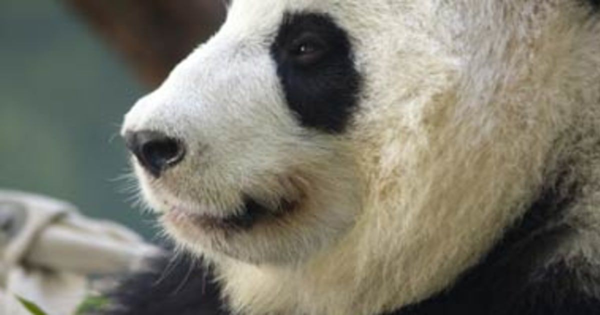 Giant Pandas Sex Talk Revealed 