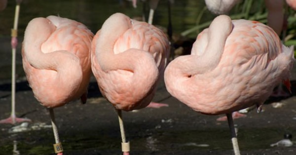 Why Do Flamingos Stand On One Leg Reddit Why flamingos stand on one leg