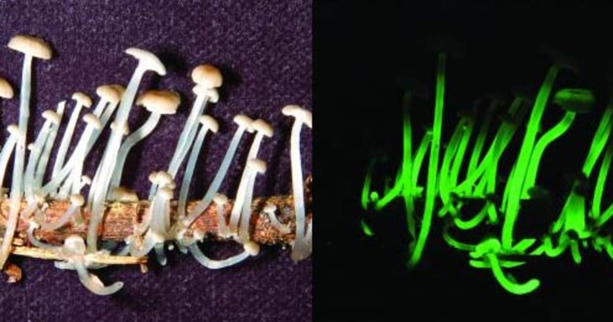 Glowinthedark mushrooms discovered