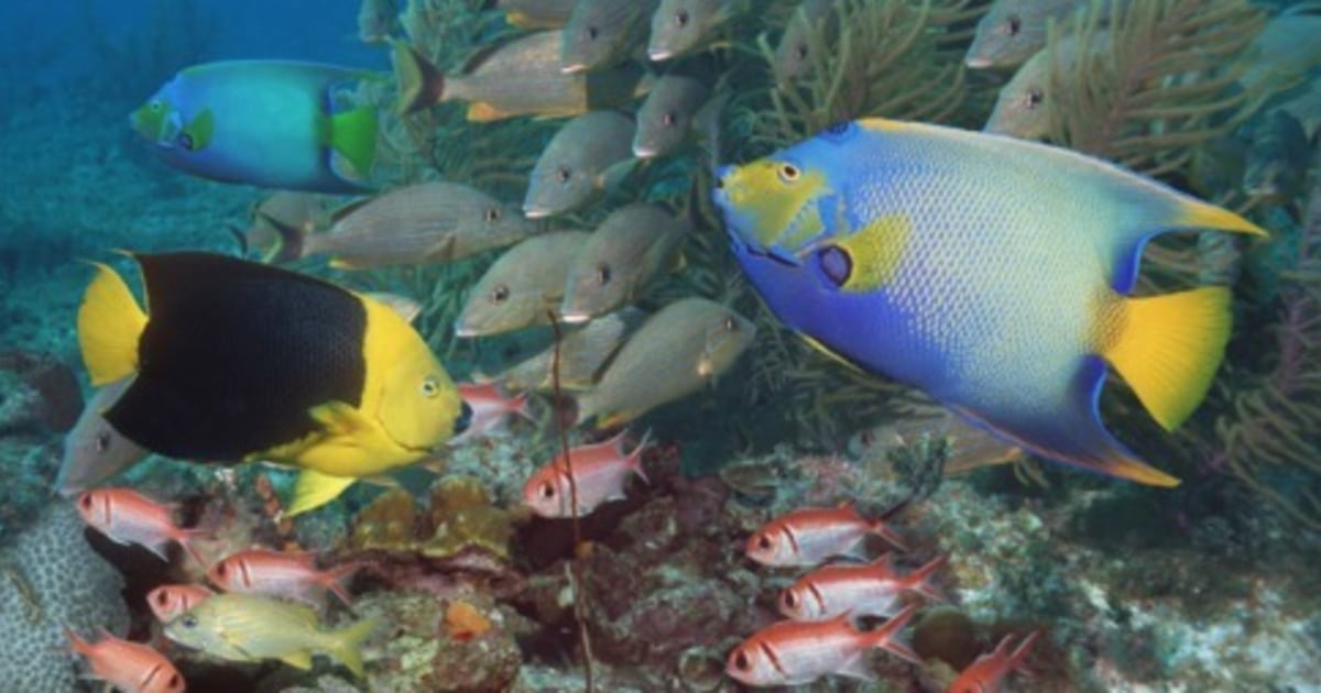 World’s top snorkeling spots