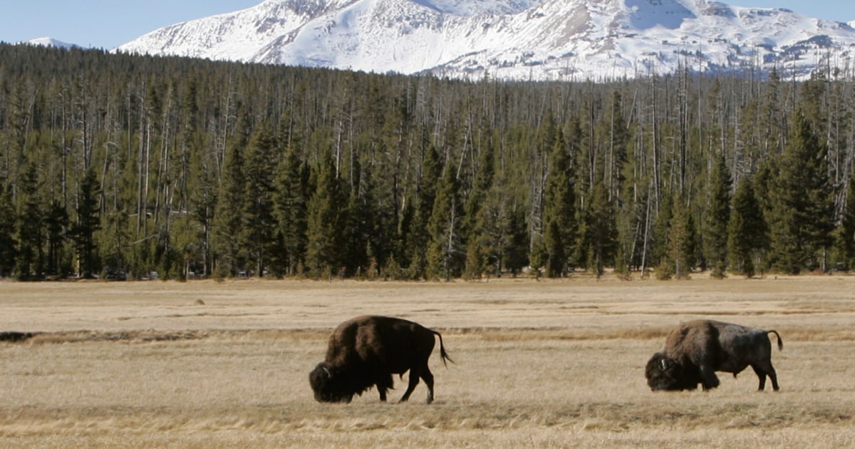 New Law Allows Loaded Guns In National Parks   100218 NationalParksGuns Hmed 532p 