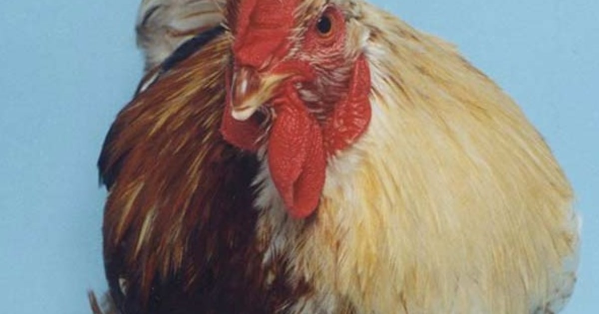 Funky chickens have sexual-identity issues
