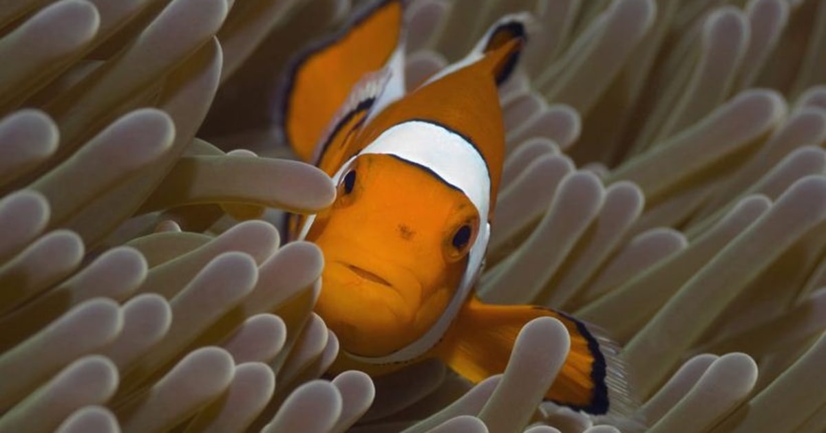 Finding Nemo on Anemone 4" NMR4