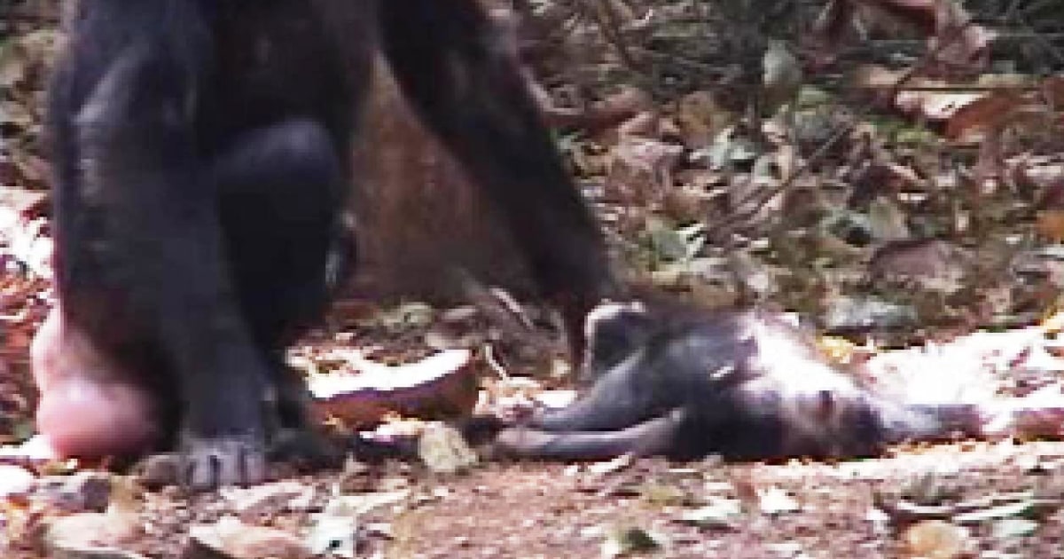 In 'World First', Female Monkey Eats Dead Baby After Carrying It For Days