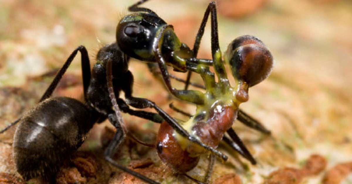 Photo shows suicide bomber ant selfdetonating