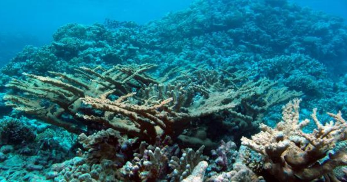 Reef Rescue: We found rare Staghorn coral where Palm Beach