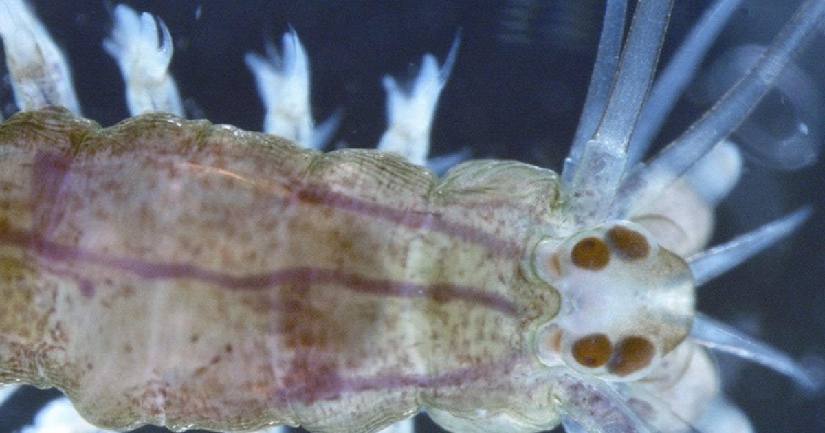 Humanlike brain structures identified in marine worm