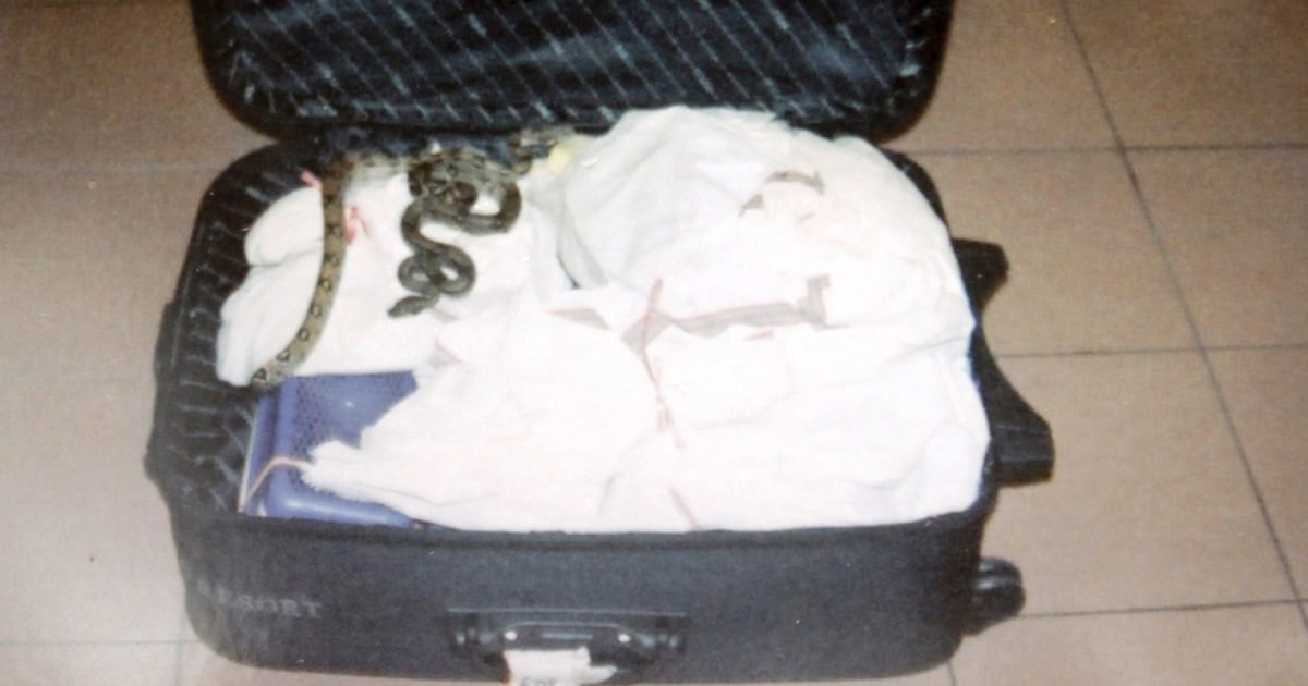 95 boas in suitcase means jail time for smuggler