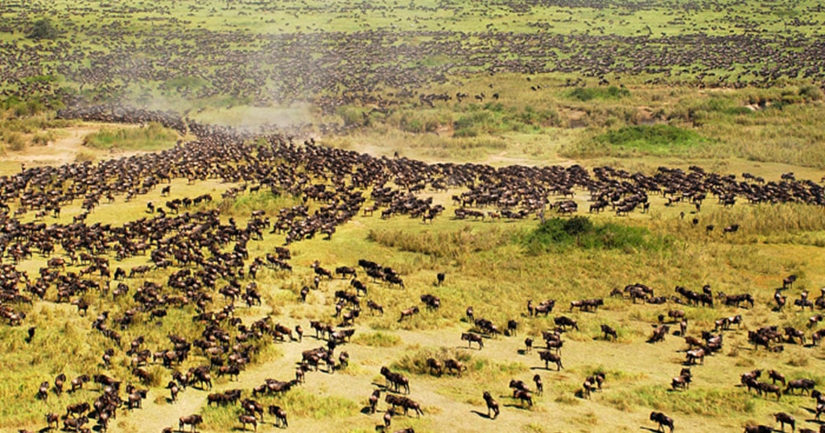Road through Serengeti could threaten epic migration