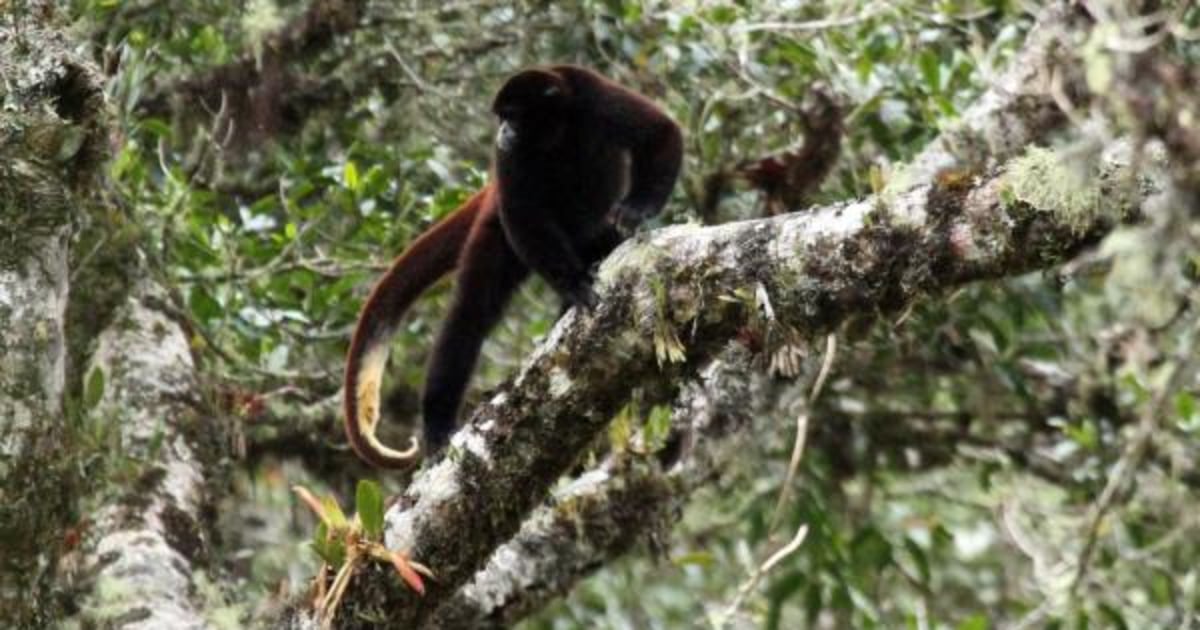 Rare yellow-tailed woolly monkey colony discovered