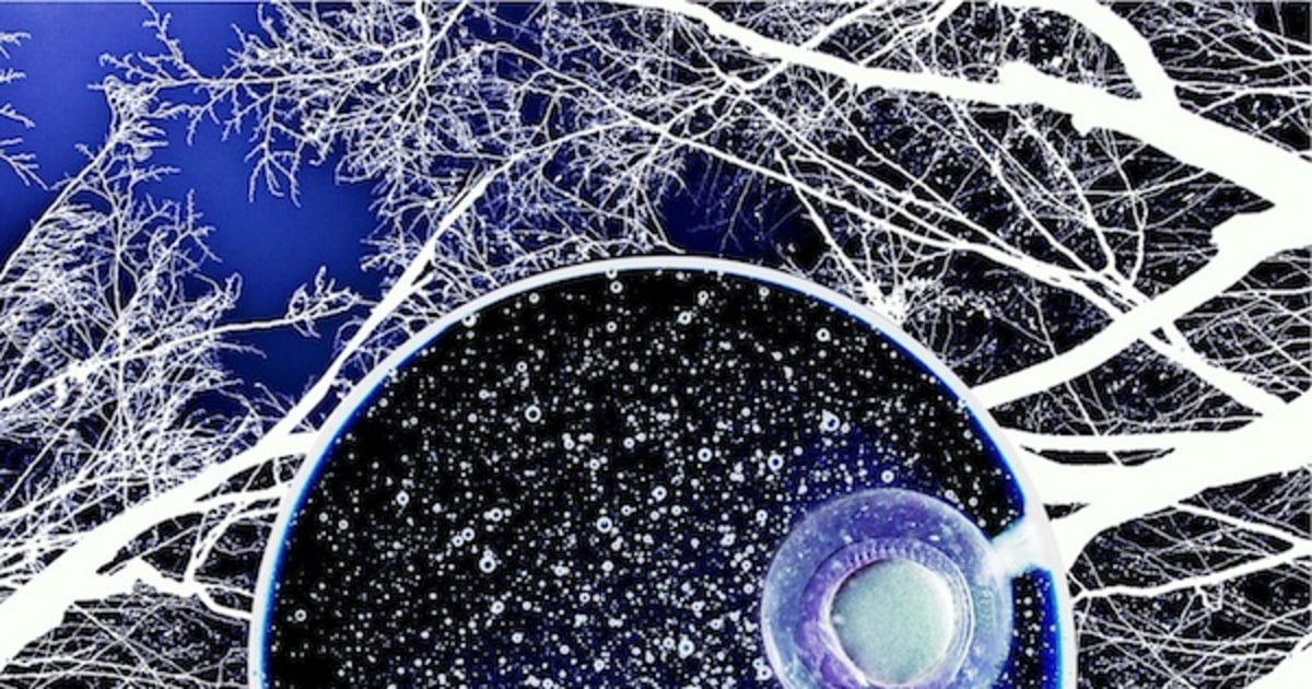 101208-zebrafish-embryo-hmed-