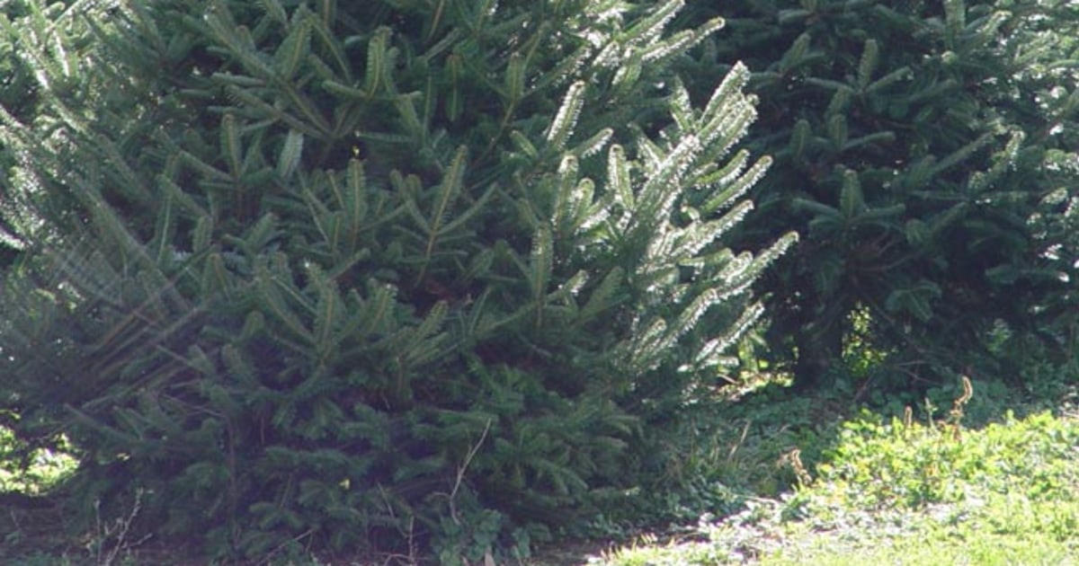 The evolution of the perfect American Christmas tree