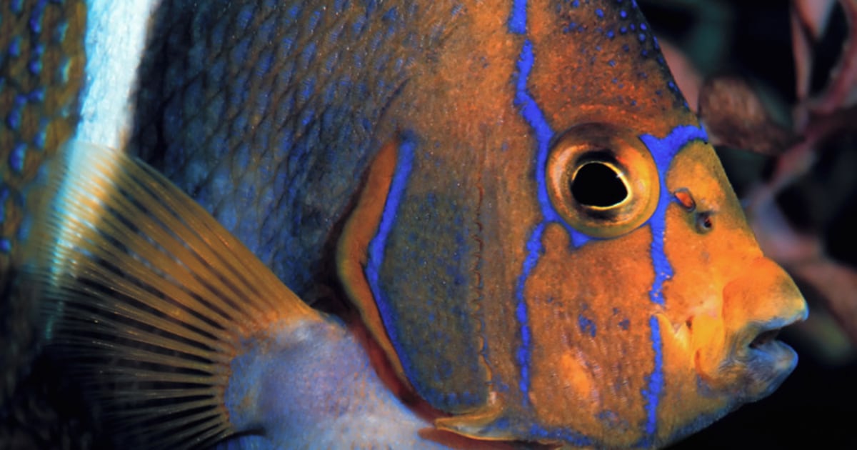 Fish can count — up to three!
