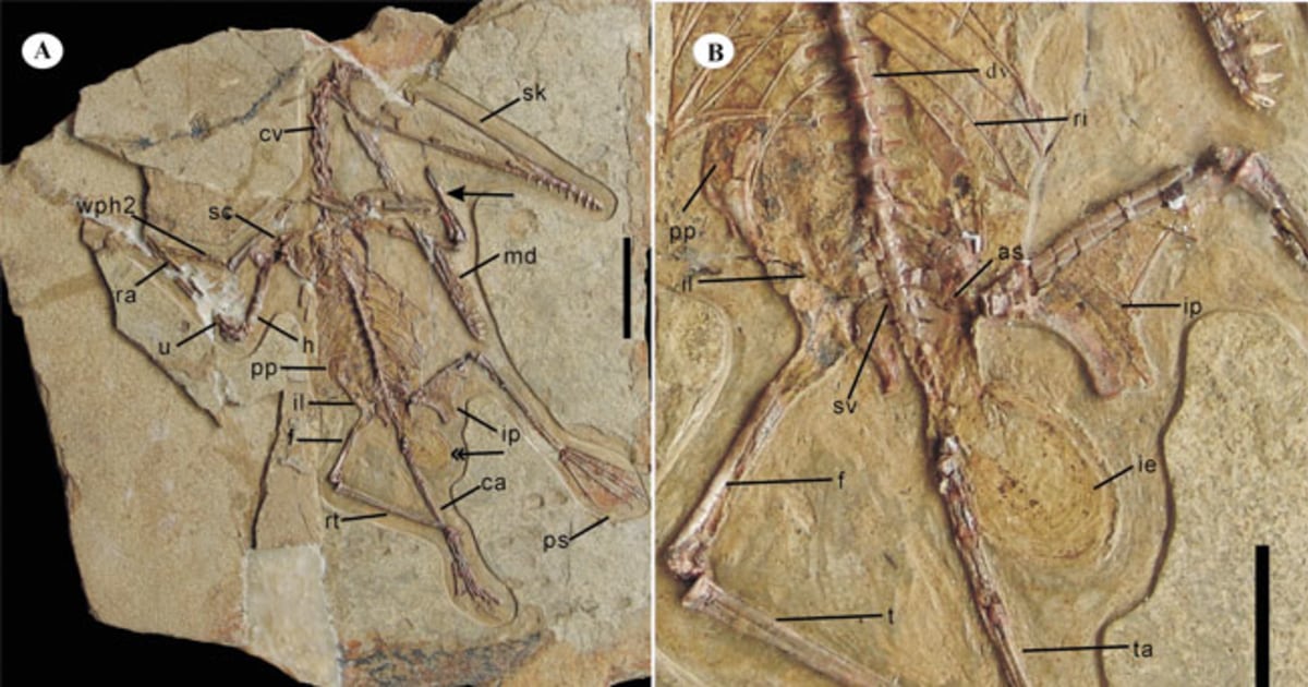 Exceptionally preserved eggs and embryos reveal the life history of a  pterosaur