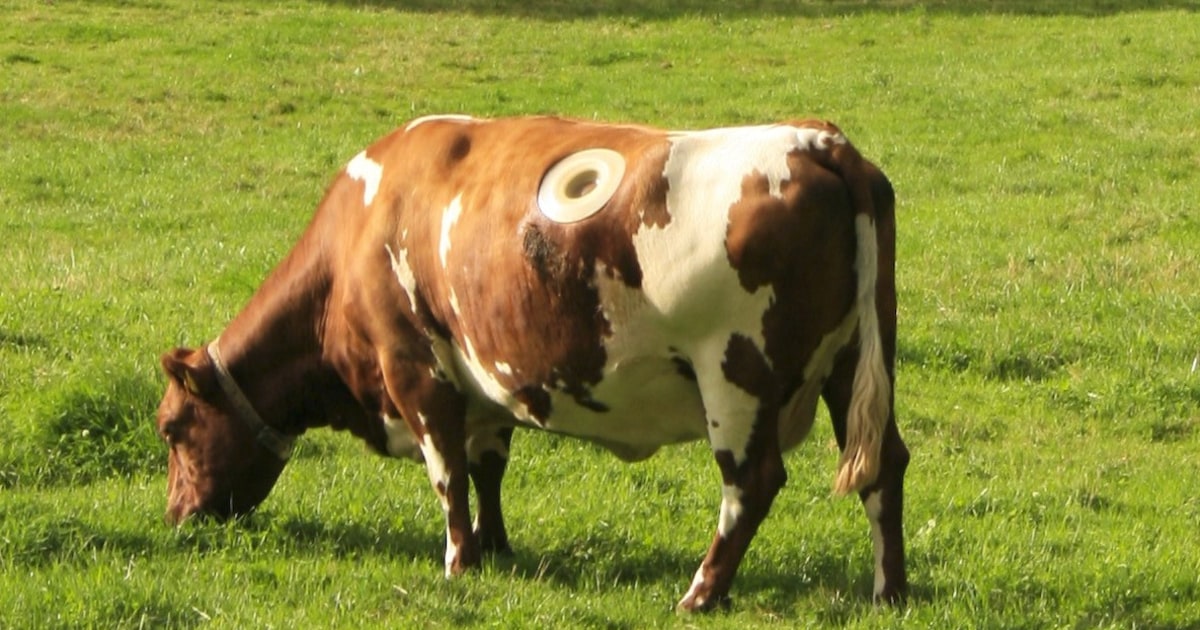Отверстия в корове. Корова с боку. Корова фото. Коричневая корова. Корова картинка.