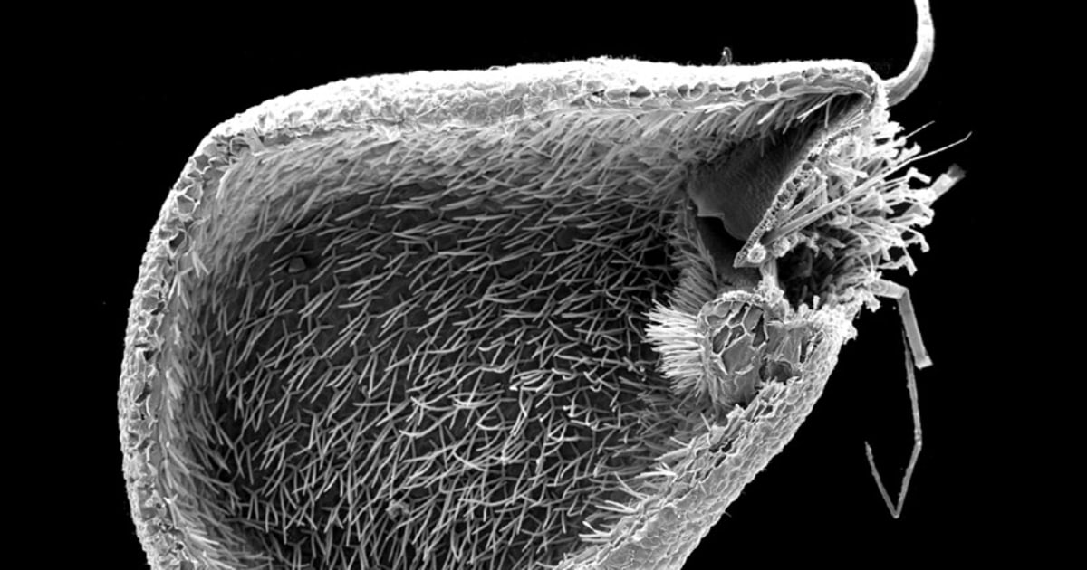 Venus Fly Traps and Bladderworts (Utricularia): The Strange…