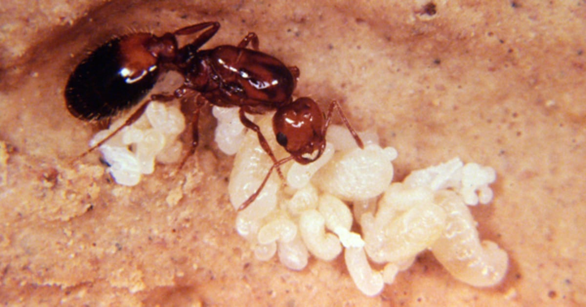 Fire ants spread around globe like, well, wildfire