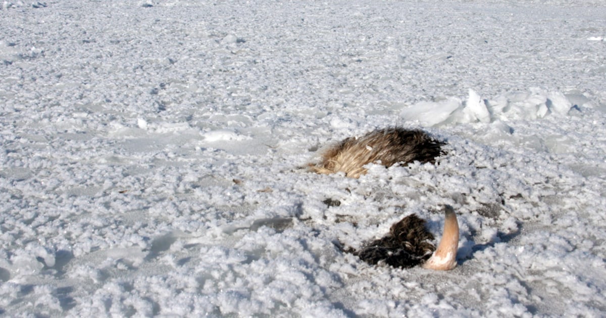 At least 32 musk oxen freeze to death after Alaska storm