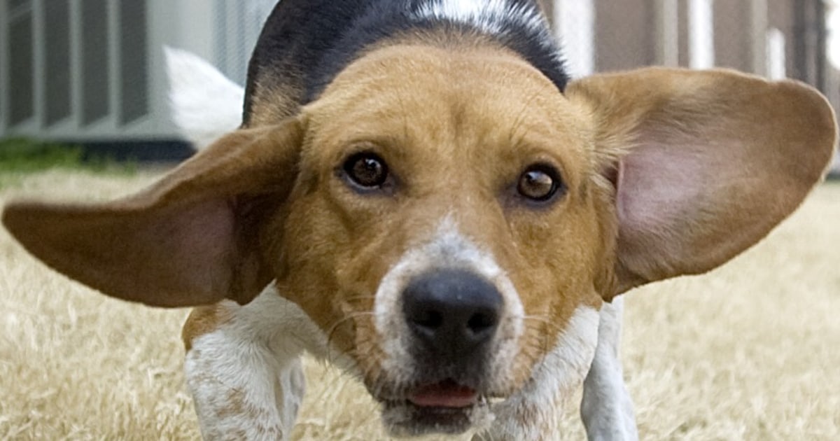 Dogs community. Dogs community. Эмблемы лакомства для собак. Dogs community. Dogs community.