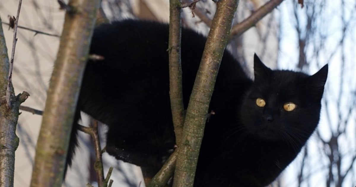 Are black cats actually unlucky? Here's where the superstition