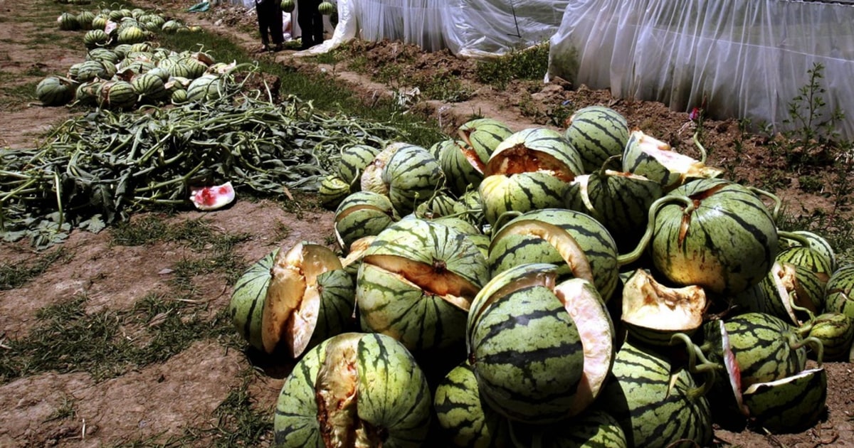 Exploding watermelons! Acres of crops erupt