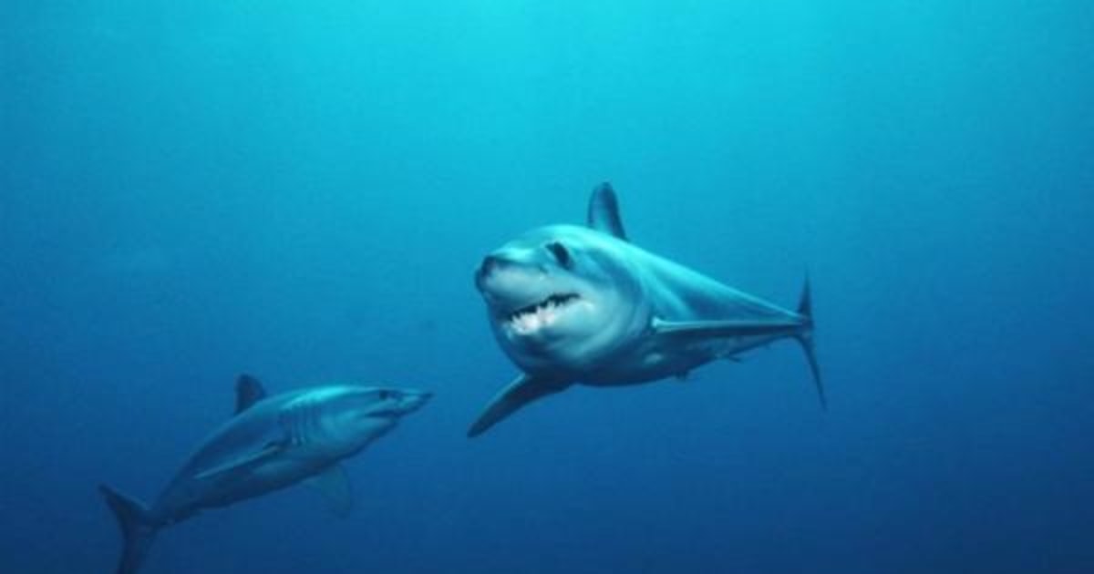 Where do ocean's predators roam? The amazing answers