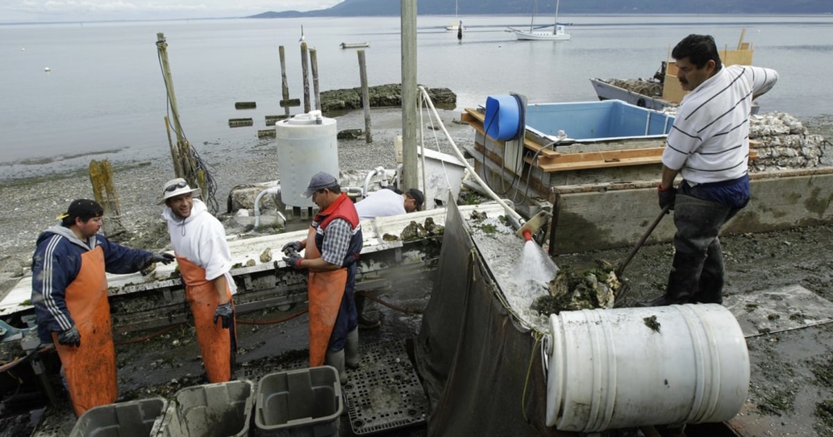 Pollution poses problem for oysters, Puget Sound