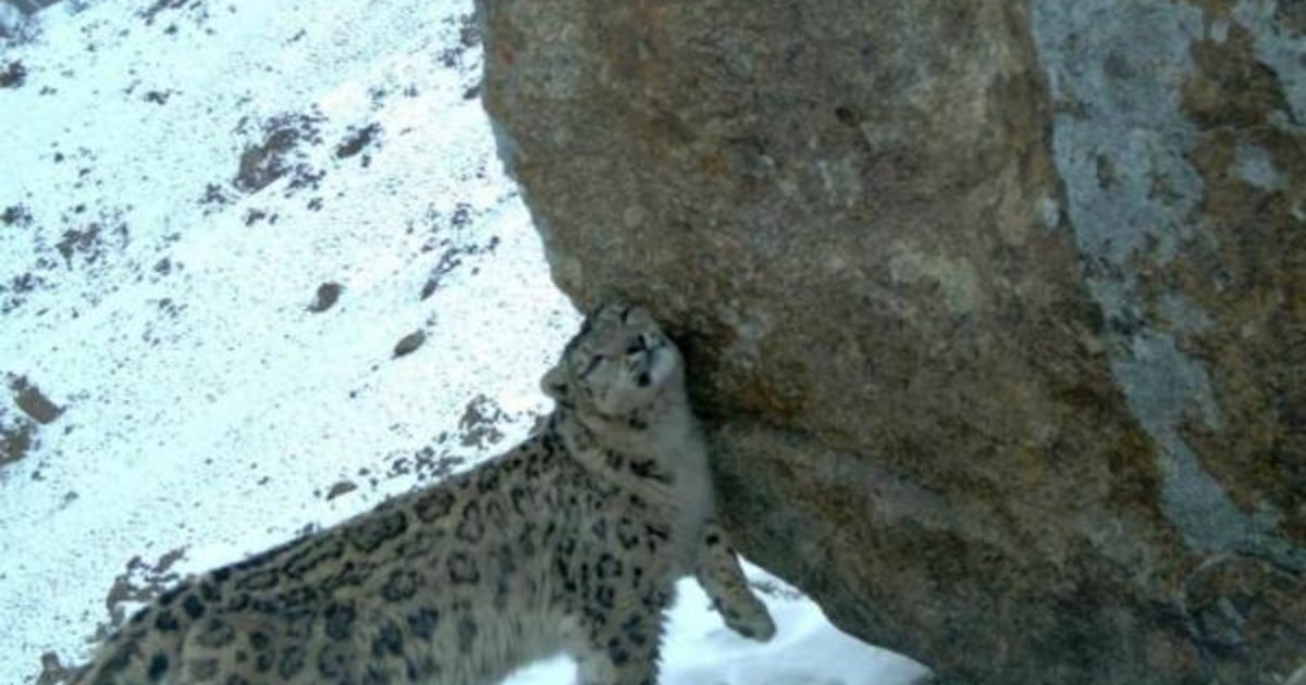 Elusive snow leopards thrive in Afghan region