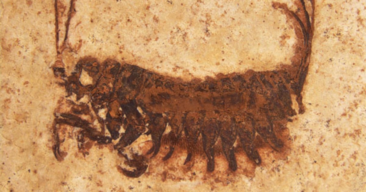 標本 Brazil Homoptera 23mm-24mm only one Fossil reveals an ancient 'Frankenstein' insect