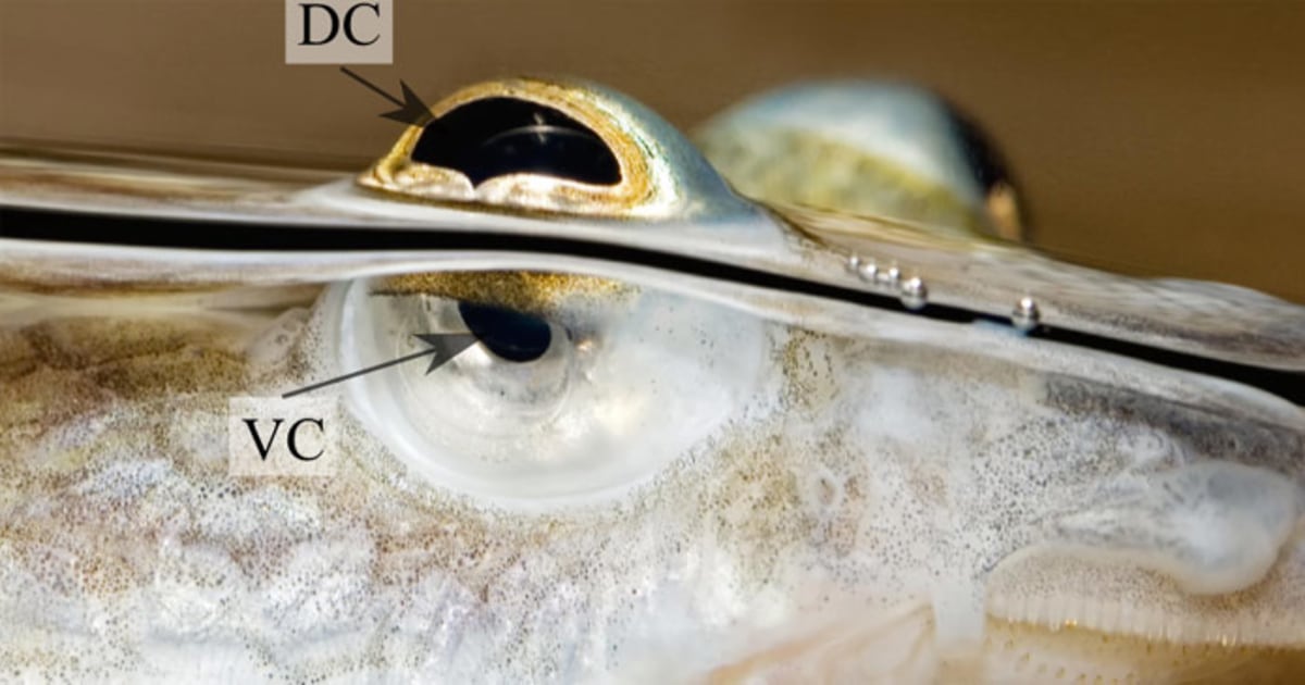 How 'four-eyed' fish sees above and below water