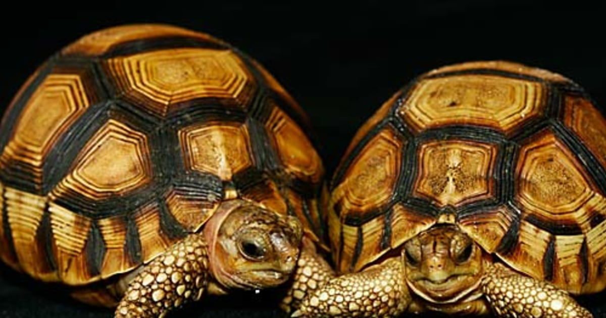 Какой тип питания характерен для среднеазиатской черепахи. Среднеазиатская черепаха. Среднеазиатская черепаха Размеры. Трехкилевые черепахи. Среднеазиатская черепаха максимальный размер.